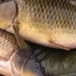 طرح توجیهی احداث فارم پرورش ماهی کپور