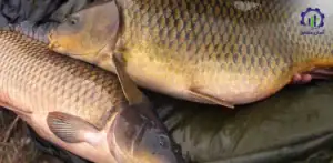 طرح توجیهی احداث فارم پرورش ماهی کپور