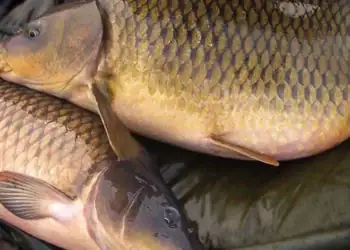 طرح توجیهی احداث فارم پرورش ماهی کپور