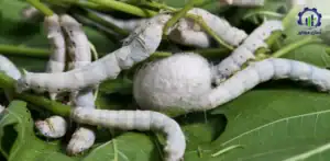 طرح توجیهی احداث فارم پرورش کرم ابریشم