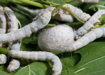 طرح توجیهی احداث فارم پرورش کرم ابریشم