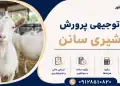 طرح پرورش بز شیری سانن
