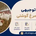طرح پرورش مرغ گوشتی