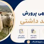 طرح پرورش گوسفند داشتی