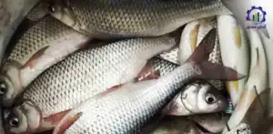 بررسی بازار داخلی و خارجی طرح احداث فارم پرورش ماهی گرمابی