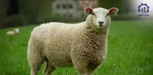بررسی بازار داخلی و خارجی طرح احداث فارم پرورش گوسفند داشتی