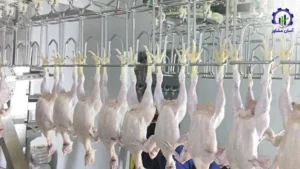 بررسی بازار داخلی و خارجی طرح تولید محصولات گوشتی در کشتارگاه صنعتی