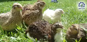 بررسی بازار داخلی و خارجی طرح پرورش کبک