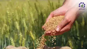 بررسی بازار داخلی و خارجی فارم کشت گندم و جو