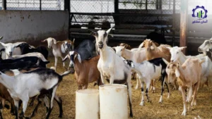 بررسی بازار داخلی و خارجی پرورش دام های سبک