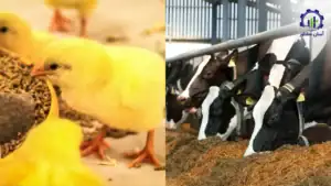 بررسی تجهیزات و تأسیسات خط تولید خوراک دام