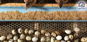 بررسی تجهیزات و تأسیسات خط تولید فارم پرورش کبک