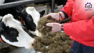 بررسی فرآیند تولید خوراک دام 