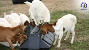 بررسی فرآیند پرورش دام های سبک