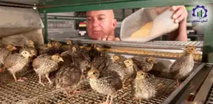 بررسی فرآیند پرورش فارم پرورش کبک