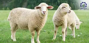 بررسی فرآیند پرورش گوسفند داشتی