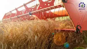 بررسی فرآیند کشت گندم و جو