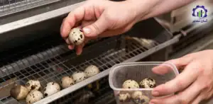 ریسک_های احتمالی طرح پرورش کبک و راهکارهای مدیریت آن_ها