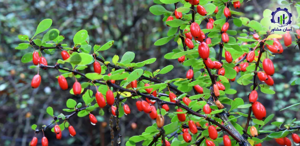 طرح توجیهی احداث باغ زرشک