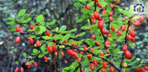 طرح توجیهی احداث باغ زرشک