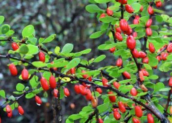 طرح توجیهی احداث باغ زرشک