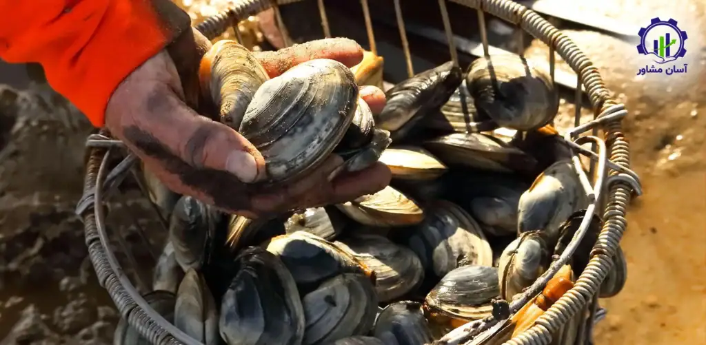 طرح توجیهی احداث فارم پرورش انواع صدف ها