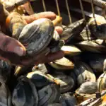 طرح توجیهی احداث فارم پرورش انواع صدف ها