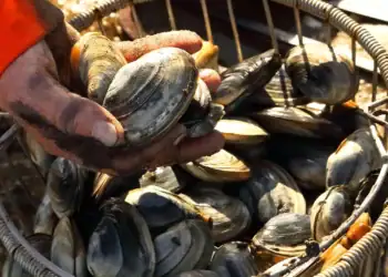 طرح توجیهی احداث فارم پرورش انواع صدف ها