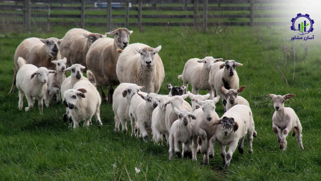 طرح توجیهی احداث فارم پرورش دام های سبک