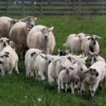 طرح توجیهی احداث فارم پرورش دام های سبک