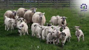 طرح توجیهی احداث فارم پرورش دام های سبک