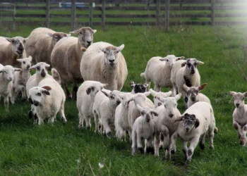 طرح توجیهی احداث فارم پرورش دام های سبک