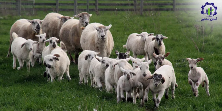 طرح توجیهی احداث فارم پرورش دام های سبک