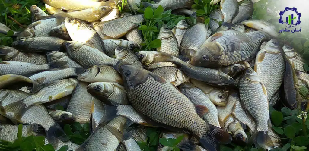 طرح توجیهی احداث فارم پرورش ماهی گرمابی