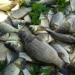 طرح توجیهی احداث فارم پرورش ماهی گرمابی