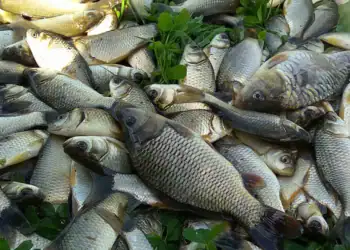 طرح توجیهی احداث فارم پرورش ماهی گرمابی