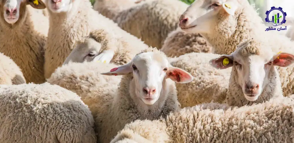 طرح توجیهی احداث فارم پرورش گوسفند داشتی