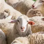 طرح توجیهی احداث فارم پرورش گوسفند داشتی