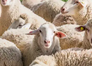 طرح توجیهی احداث فارم پرورش گوسفند داشتی