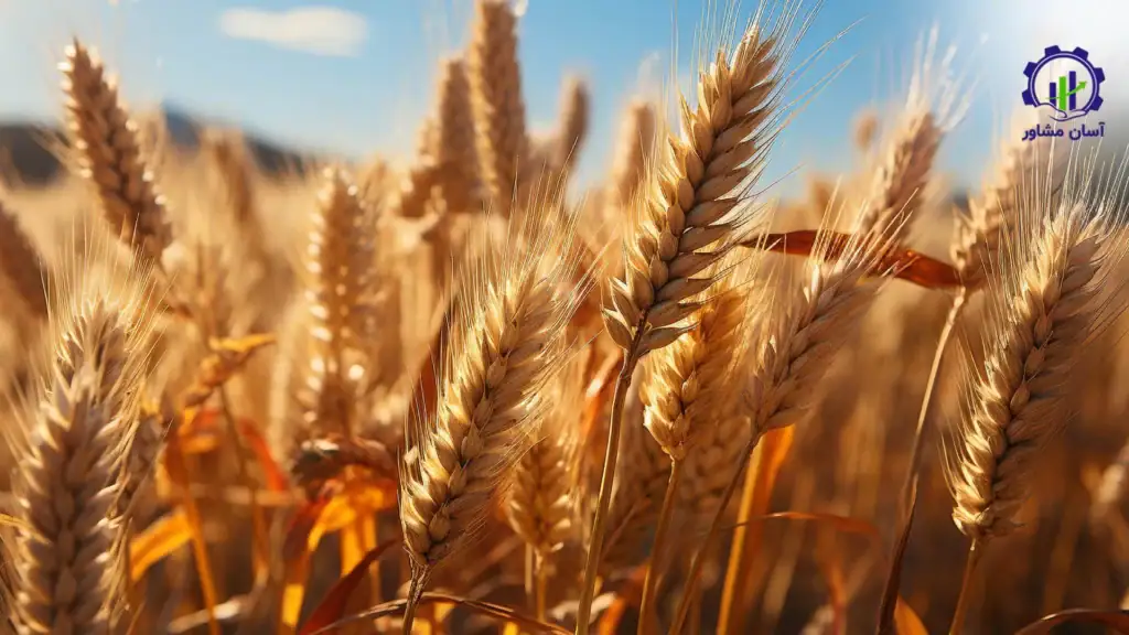 طرح توجیهی احداث فارم کشت گندم و جو