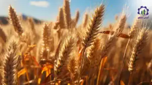 طرح توجیهی احداث فارم کشت گندم و جو