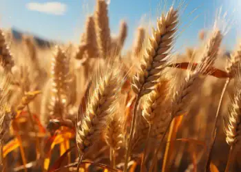 طرح توجیهی احداث فارم کشت گندم و جو