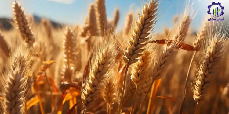 طرح توجیهی احداث فارم کشت گندم و جو