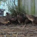 طرح توجیهی احداث فارم پرورش کبک