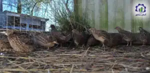 طرح توجیهی احداث فارم پرورش کبک