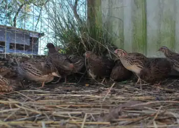 طرح توجیهی تولید فارم پرورش کبک