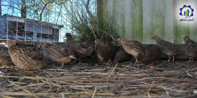 طرح توجیهی تولید فارم پرورش کبک