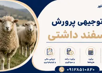 طرح پرورش گوسفند داشتی