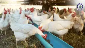 بررسی بازار داخلی و خارجی طرح احداث فارم پرورش مرغ گوشتی