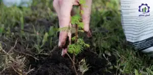 مراحل احداث و کاشت درخت گز در زمین اصلی